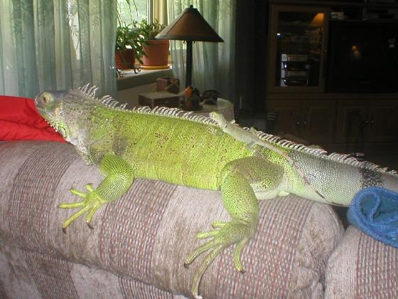 full grown green iguana pet