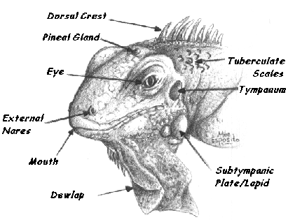 Graphic of Iguana face defining different features