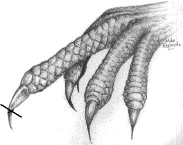 Iguana Nail Diagram
