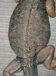 Gravid Iguana